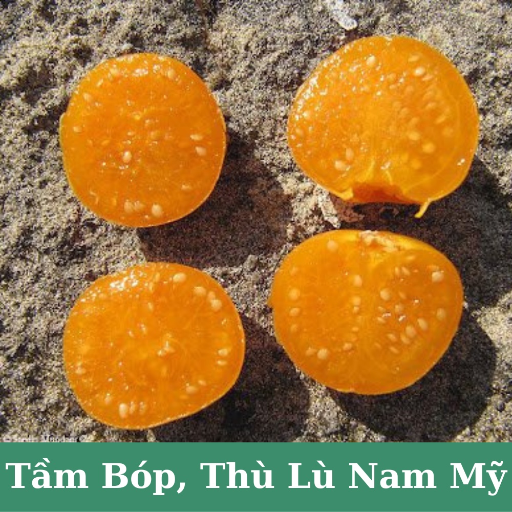 Hạt giống tầm bóp, thù lù Nam Mỹ (quả lồng đèn) giàu dinh dưỡng tốt cho sức khỏe