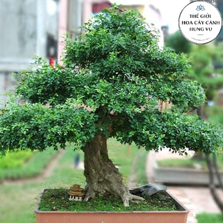 Cây nguyệt quế lá nhỏ giống cao 40 cm .
