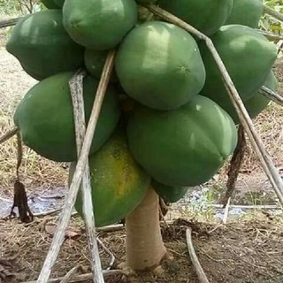 HẠT GIỐNG ĐU ĐỦ LÙN THÁI