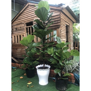 Cây bàng Singapore