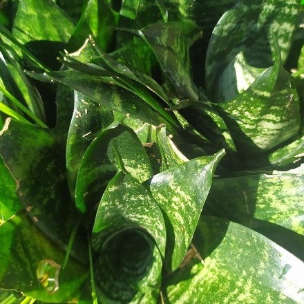 3 Cây Lưỡi Hổ Thái Lùn Màu Xanh