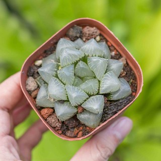 Haworthia Ms 06