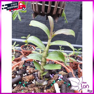 Lan Phi Điệp 🍀FREESHIP🍀 Hồng Ắ Hậu [ Ươm Kie ]