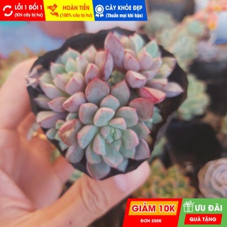 Sen đá sim tím, đã thuần khí hậu nóng, khoẻ đẹp, hoàn tiền khi cây bị hư hoặc lỗi
