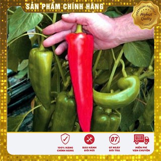Hạt giống ớt sừng ngọt - 30 hạt