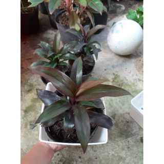 cây huyết dụ cao hơn 20cm