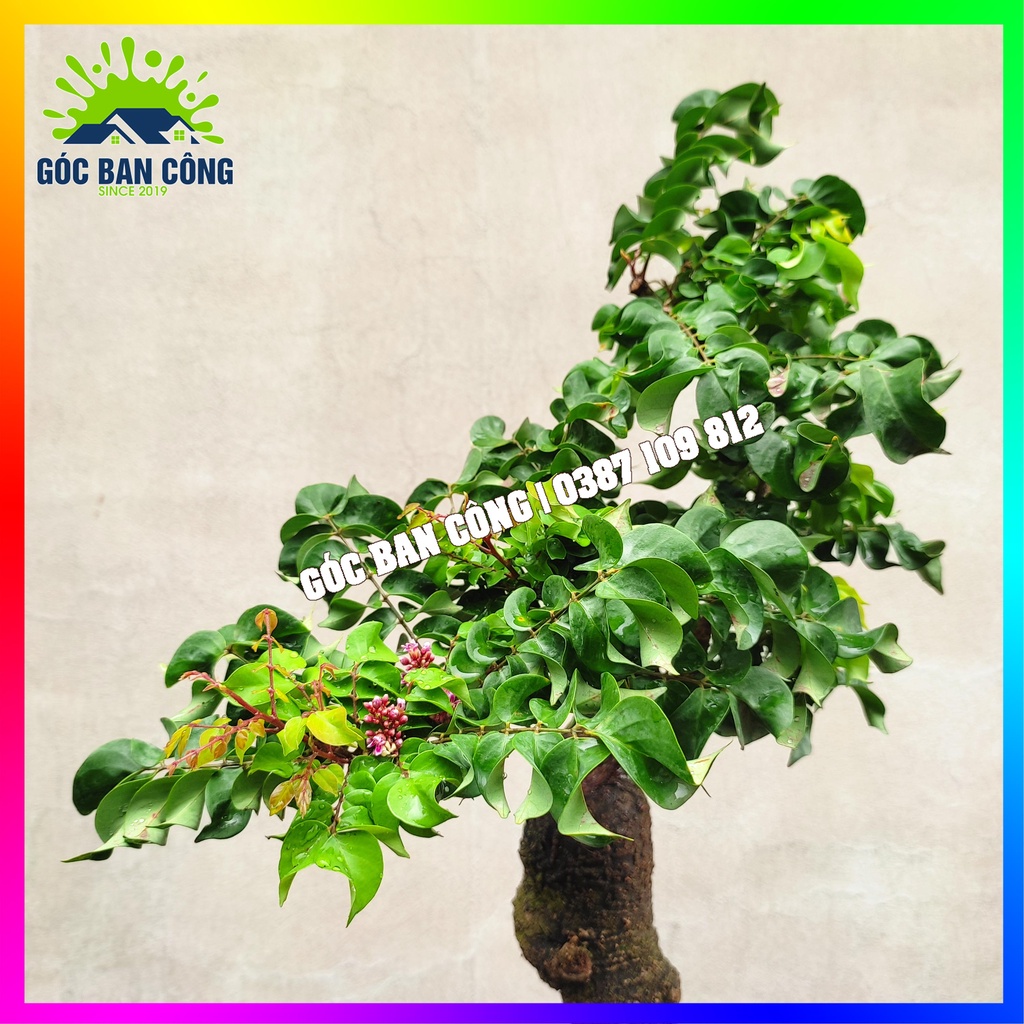 Cây Khế Bonsai Mini - KT02