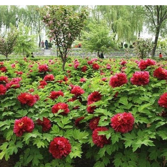 Hạt giống hoa mẫu đơn mix gói 5 hạt : tặng kèm 3 viên nén ươm hạt