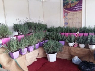 Hoa lavender