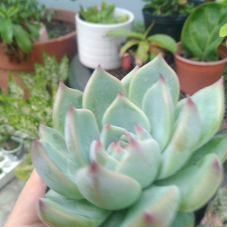 Sen đá viền đỏ - Sen đá 13