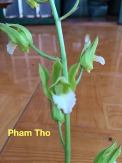 Hoa Lan Tết - địa lan rừng hoa nở hơn 1 tháng
