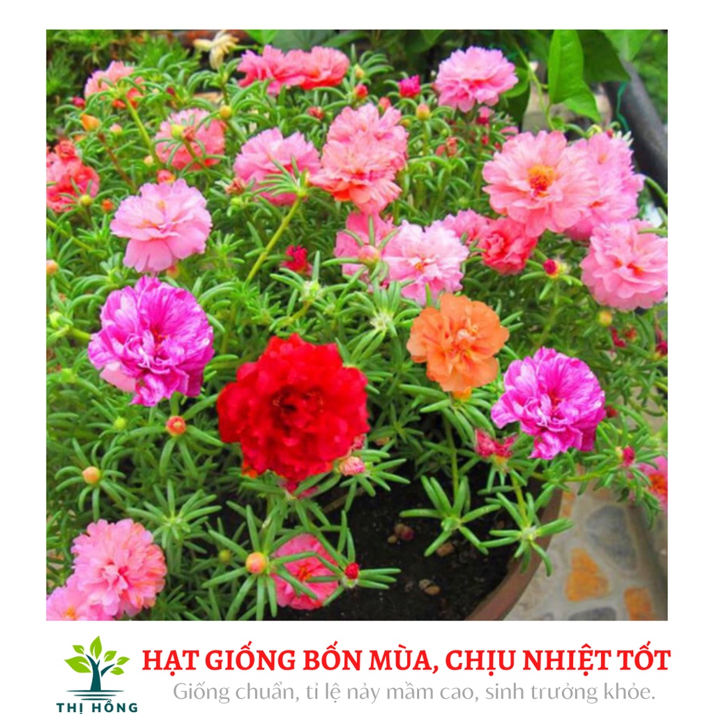 Hạt giống hoa mười giờ mix 50H (mười giờ Mĩ, nhiều màu, trồng quanh năm)