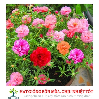 Hạt giống hoa mười giờ mix 50H