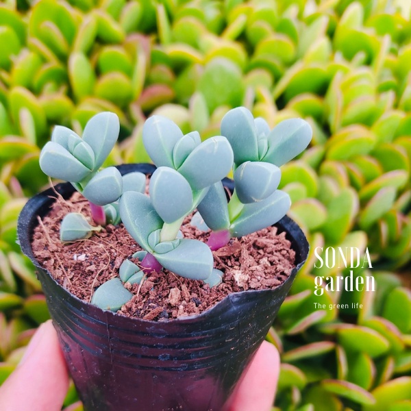 Sen đá tim SONDA GARDEN size bé 4-5cm, xuất xứ Đà Lạt, khoẻ đẹp, lỗi 1 đổi 1