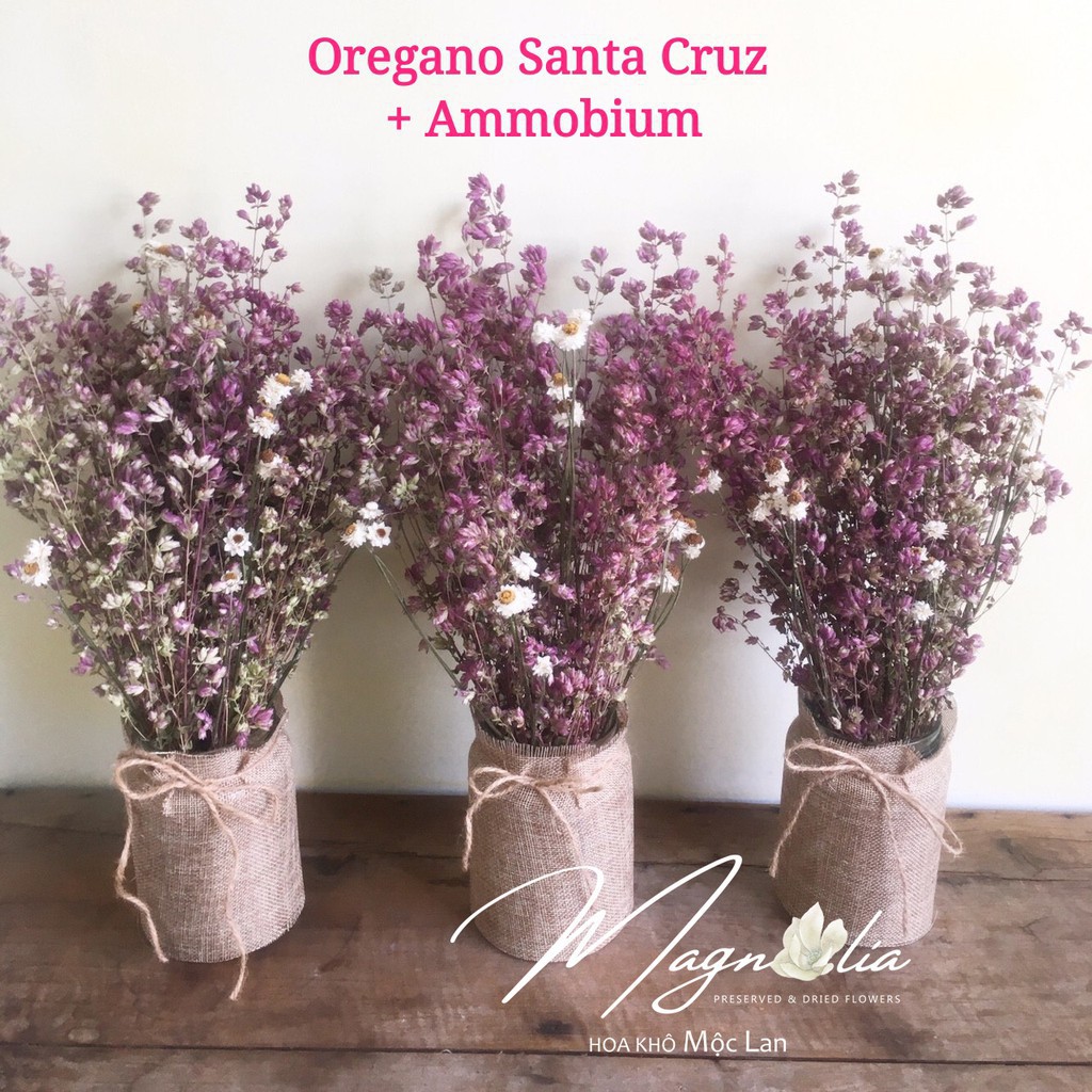 FB Set Hoa Khô Decor Vintage ❤️FREESHIP❤️ trang hoàng cá tính Retro hoa khô Oregano Santa Cruz mix Ammobium 73 6
