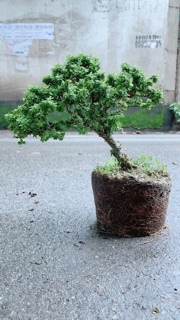 Linh Sam Hạt Gạo