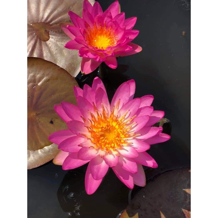 Cây hoa súng Pink siam- hoa siêu đẹp