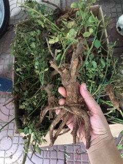 Combo hoa hồng khô