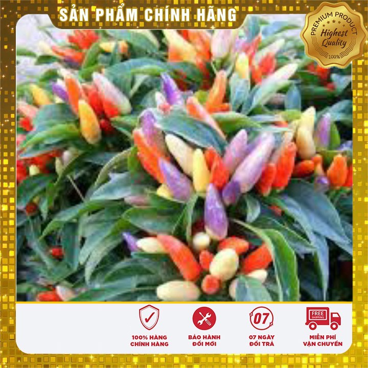 Hạt Giống Ớt Kiểng Nhiều Màu(30 hạt) Đức