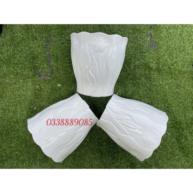 Chậu trồng cây hoa Tu líp, trồng cây, decor siêu đẹp,ảnh thật