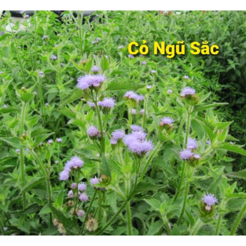 NƯỚC GỘI ĐẦU TÓC XUÂN - 100% thảo dược, chữa rụng tóc, giúp tóc mọc tốt