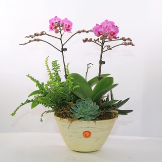 Kẽm Giấy Cắm Lan