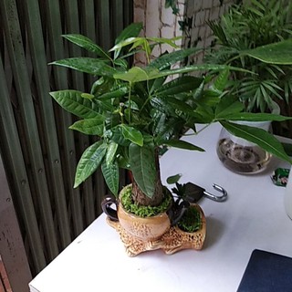 Cây Kim Ngâm Ấm Trà