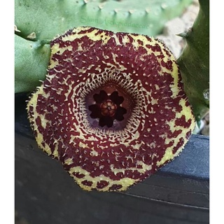 Xương rồng sao biển Huernia recondita hybrid