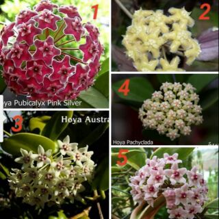 Combo 1 bộ cẩm cù 5 mặt hoa như hình