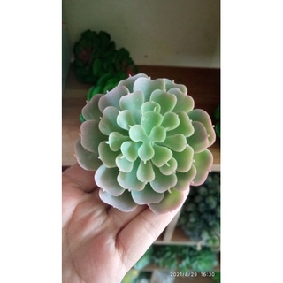 Cây giả- sen đá mini - 8cm