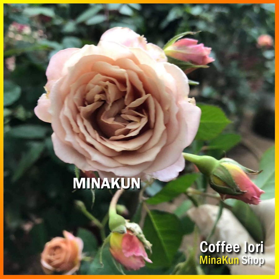 Gốc hoa hồng ngoại Coffee Iori cực đẹp - Shop đã ủ kích rễ, rễ trần hàng đẹp