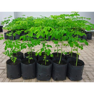Combo 3 cây giống chùm ngây