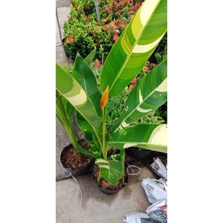 Chuối Thiên điểu cẩm thạch