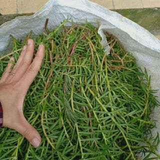 HOA MƯỜI GIỜ THÁI 10 màu