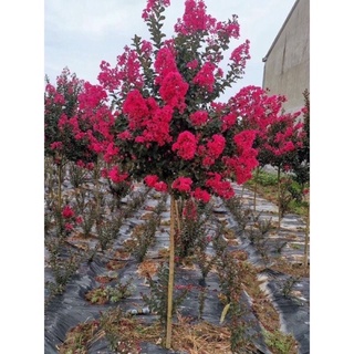 cây giống hoa tường vy