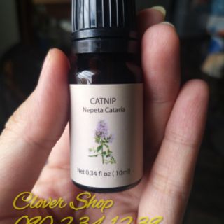 Tinh dầu cỏ mèo catnip