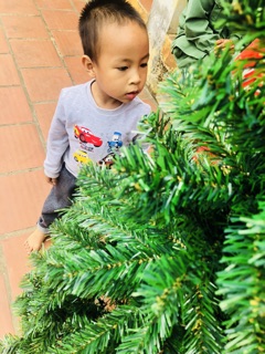CÂY THÔNG NOEL ( Ảnh Thật) 1,5 Mét.