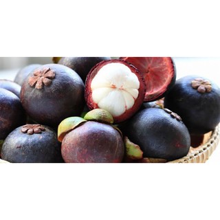 CÂY GIỐNG MĂNG CỤT BẾN TRE