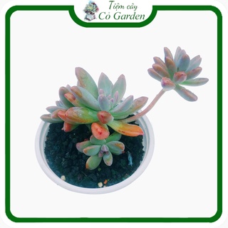 Sen đá pha lê đã thuần 5-7cm🌵freeship🌵 giống sen đá siêu khỏe dễ trồng,dễ chăm, giá cực rẻ.