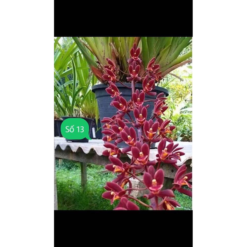hoa lan kiếm đỏ thái lan-gửi đi nguyên chậu, hàng cực đẹp, đánh thẳng từ thái về
