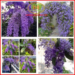 Cây dây leo hoa đẹp Cây mai xanh Thái Lan trang trí ban công tuyệt đẹp