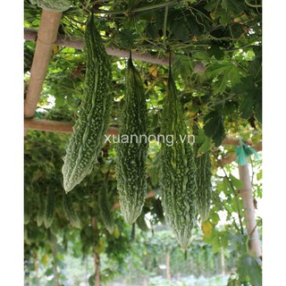hạt giống khổ qua xanh trái dài