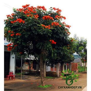 CÂY SÒ ĐO CAM