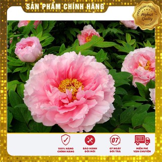 Hạt Giống Hoa Mẫu Đơn Kép Mix ( Gói 05 Hạt)