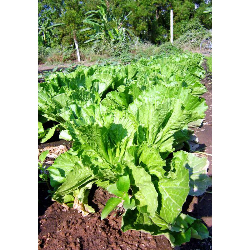 Hạt giống rau cải mù tạt xanh F1 5gram