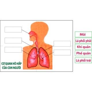 [Đồ dùng dạy học] Cơ quan hô hấp ở người