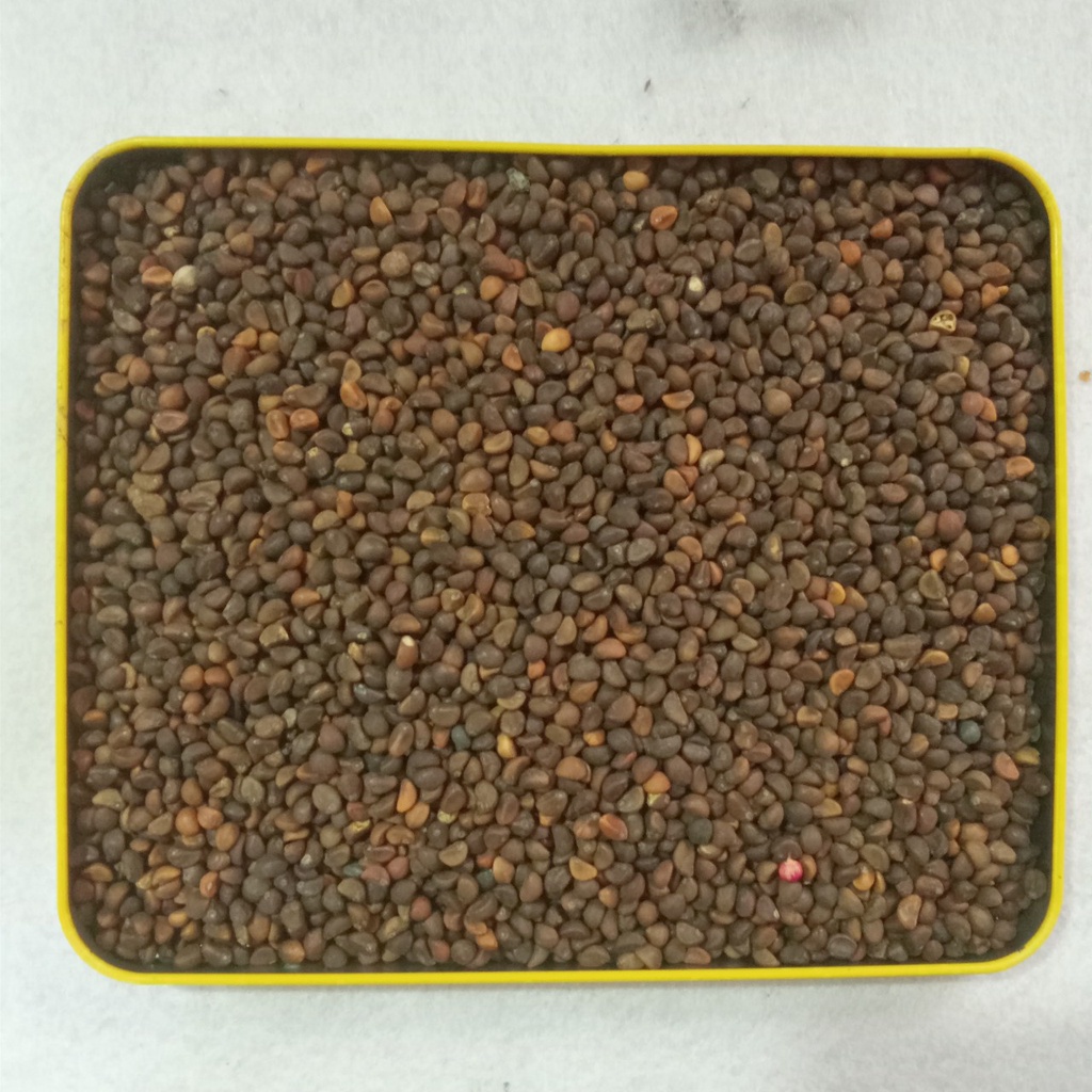 Hạt giống rau mầm rau muống VN - 1Kg
