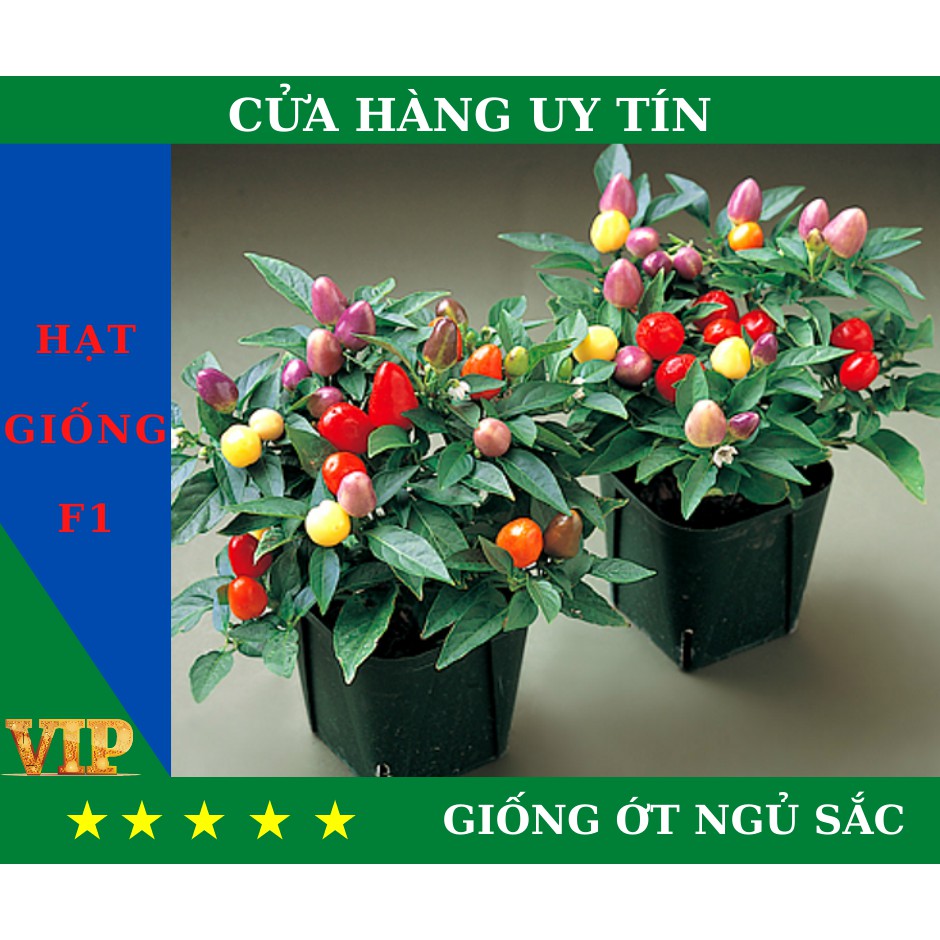 Hạt Giống ỚT NGỦ SẮC Năng Suất, Dinh Dưỡng Cao - MUA 4 TẶNG 1