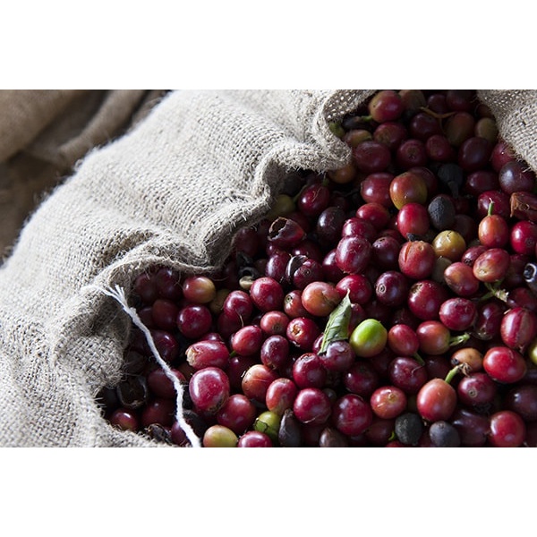 Cà phê Signature đặc sản nguyên chất 100% của E-SKY Coffee đầm vừa pha phin pha máy cold brew 250g | BigBuy360 - bigbuy360.vn