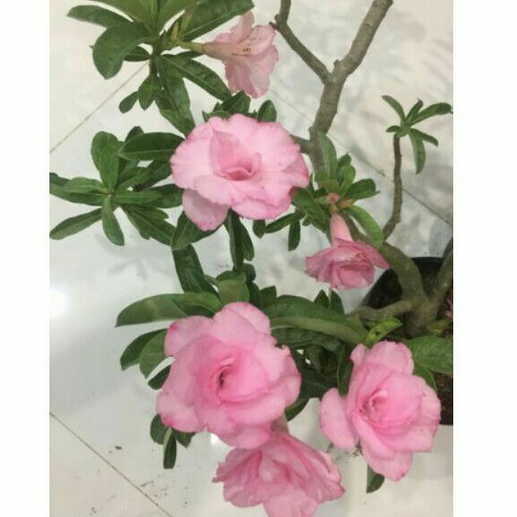 cây Hoa sứ kỳ duyên ( sứ thái hồng )